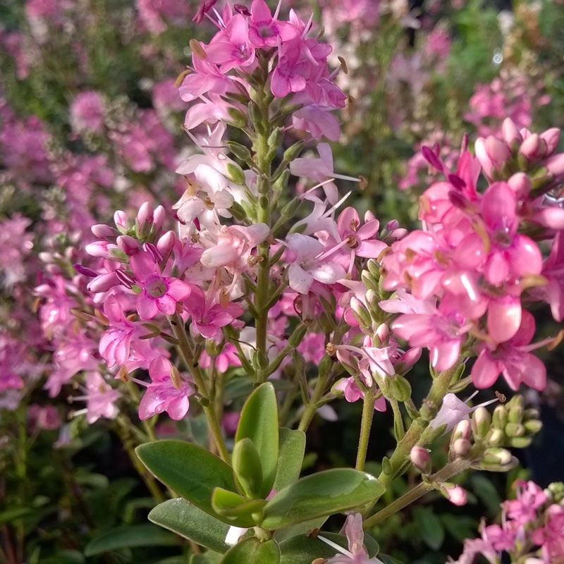 Plant image Hebe 'Rosie'