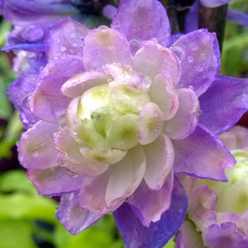 Plant image Delphinium 'Highlander Bolero'