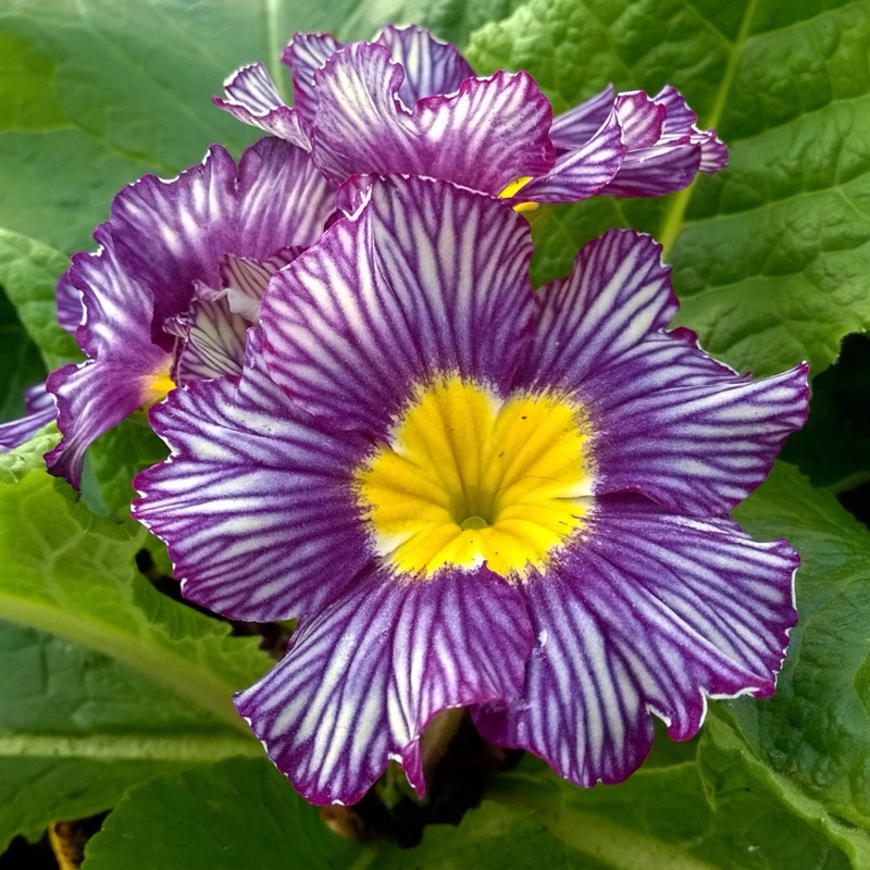 plant image 11801