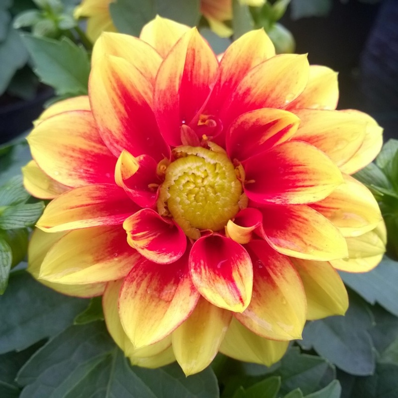 Plant image Dahlia 'Dalaya Shiva'