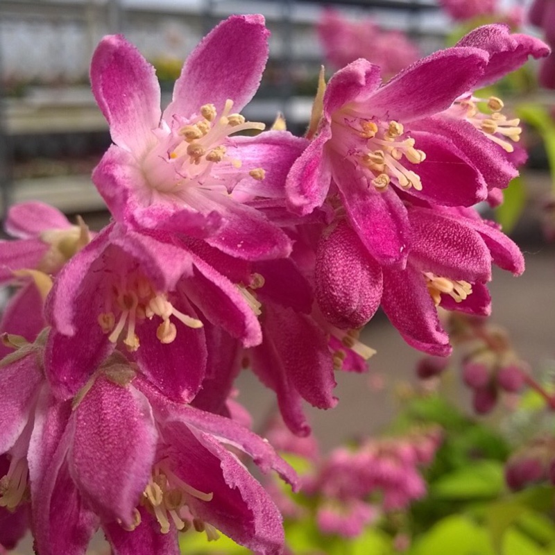 Plant image Deutzia x hybrida 'Magicien'
