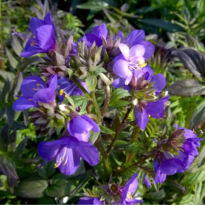 plant image 118436