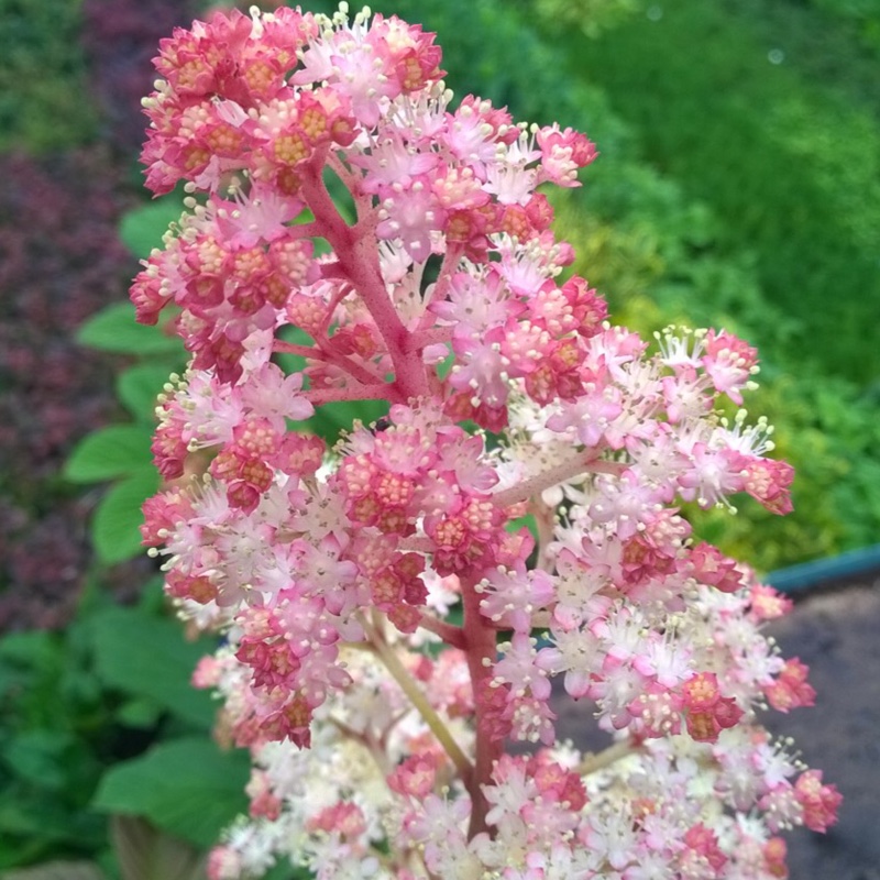 Plant image Rodgersia pinnata 'Fireworks'