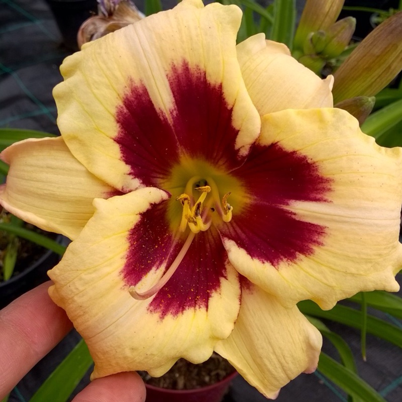 plant image 131007