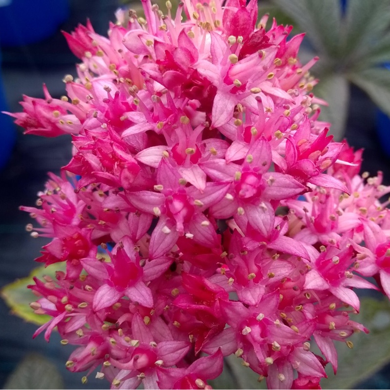 Rodgersia pinnata 'Chocolate Wing'
