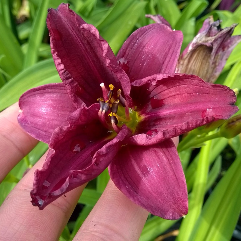 Hemerocallis 'Purple De Oro'