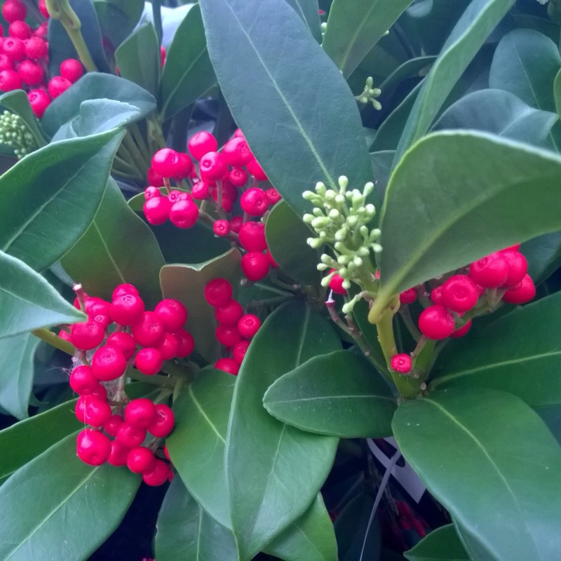 Plant image Skimmia japonica 'Whitebolwi' syn. Skimmia japonica 'Sensation'