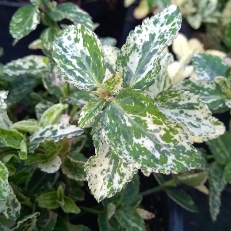 Plant image Euonymus fortunei 'Harlequin'