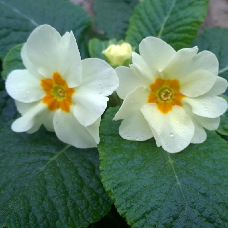 Plant image Primula 'Cottage Cream'