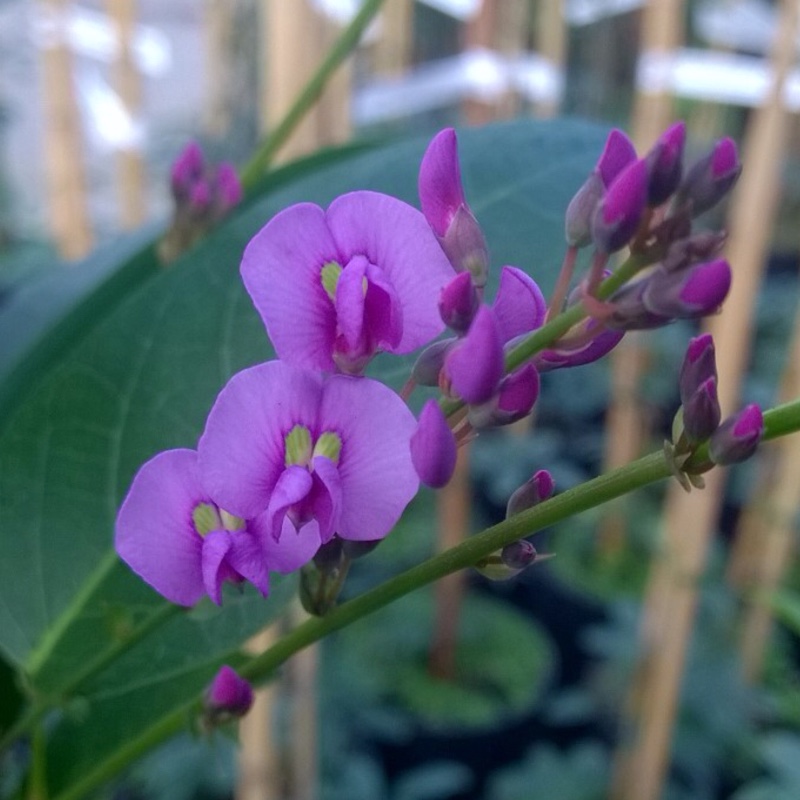 Plant image Hardenbergia violacea 'Purple'
