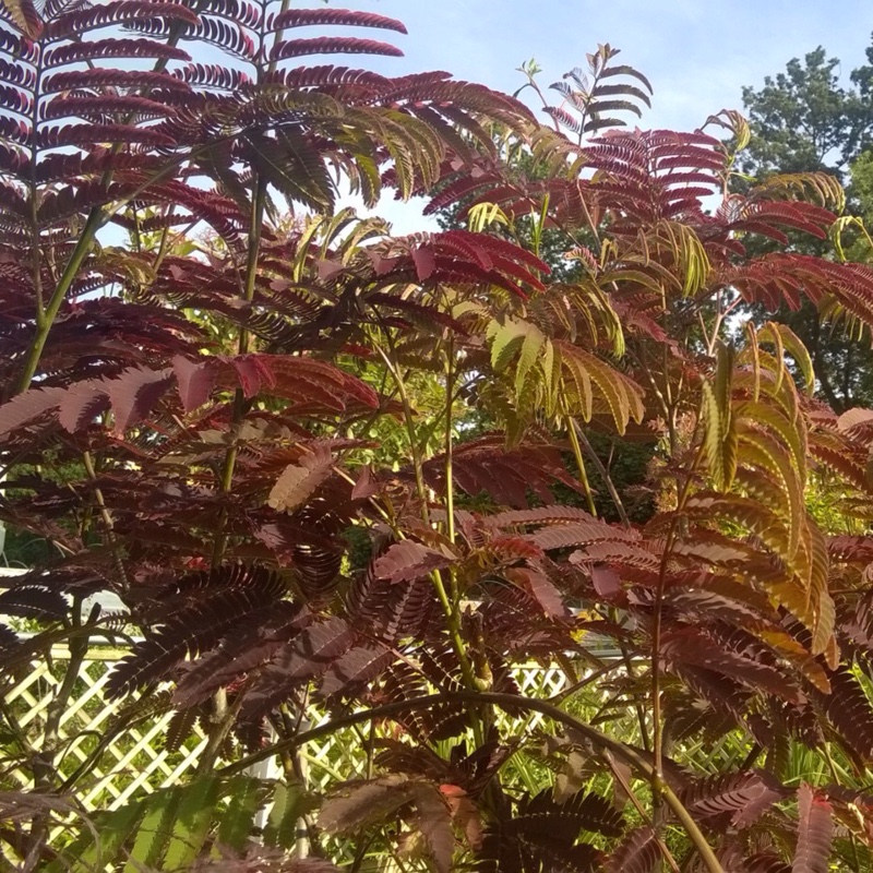Plant image Albizia julibrissin 'Evey's Pride'