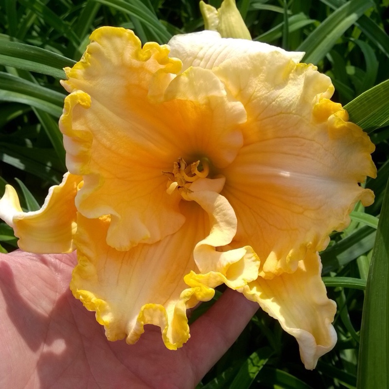Plant image Hemerocallis 'Finders Keepers'