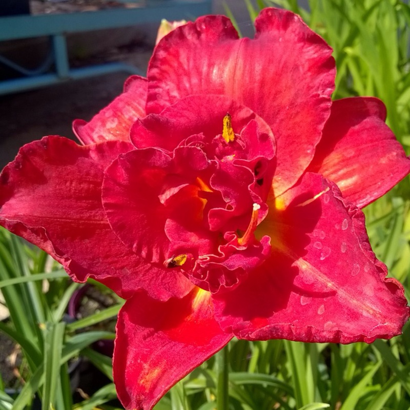 Hemerocallis 'Moses' Fire'