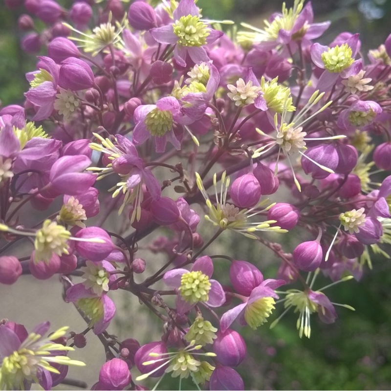 Plant image Thalictrum 'Elin'