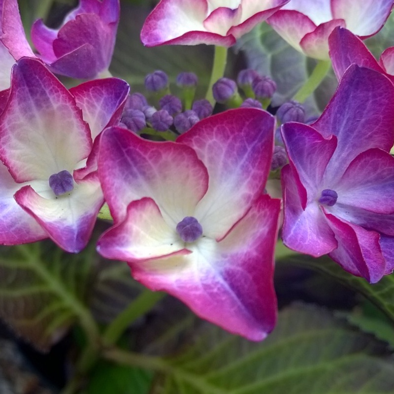 Plant image Hydrangea macrophylla 'Teller Dark Angel Red'
