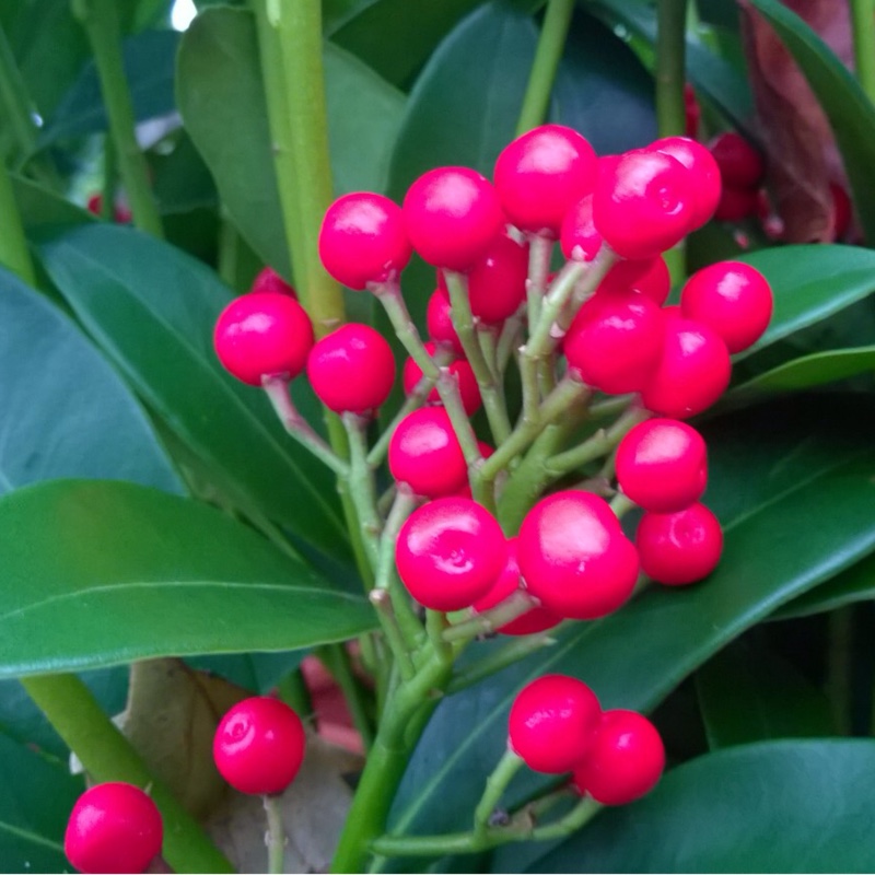 Plant image Skimmia japonica 'Whitebolwi' syn. Skimmia japonica 'Sensation'