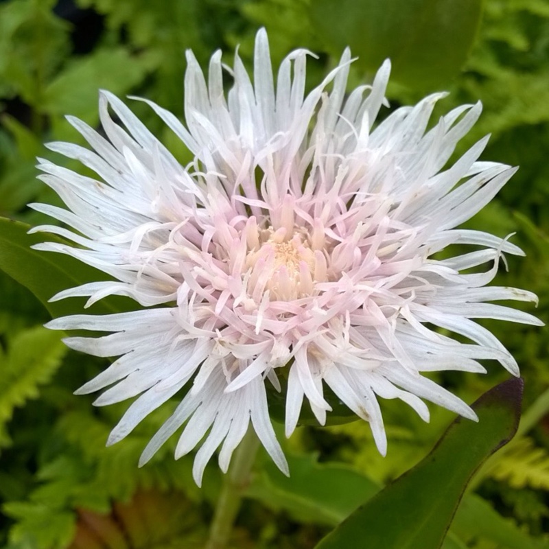 Stokesia laevis 'alba'