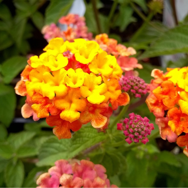 Plant image Lantana camara 'Miss Huff'