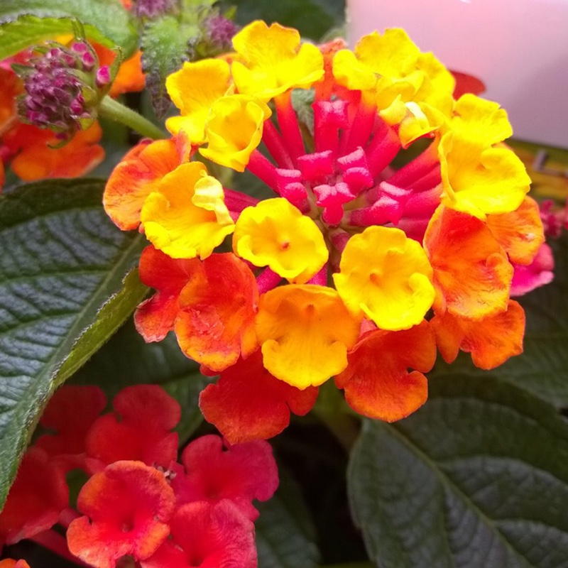 Plant image Lantana camara 'Radiation'