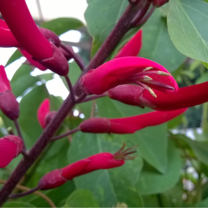 Erythrina 'Bidwillii'