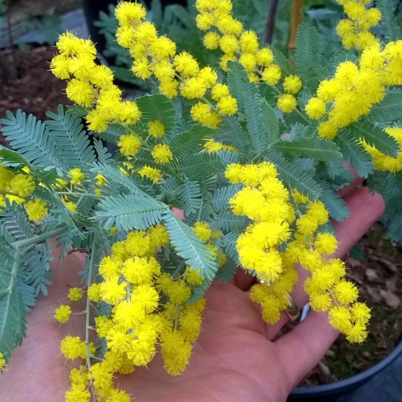 Plant image Acacia baileyana 'Songlines'