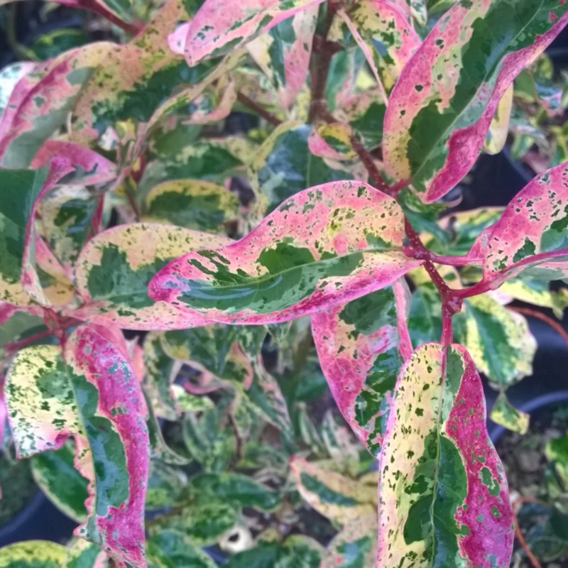 Ligustrum japonicum 'Texanum' variegated