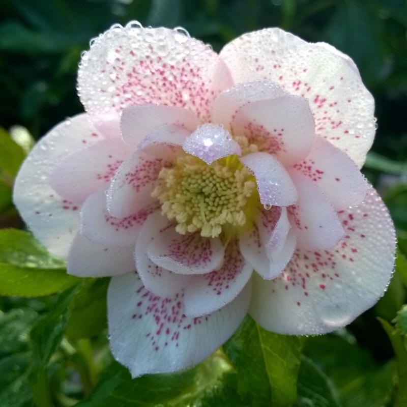 plant image 17469