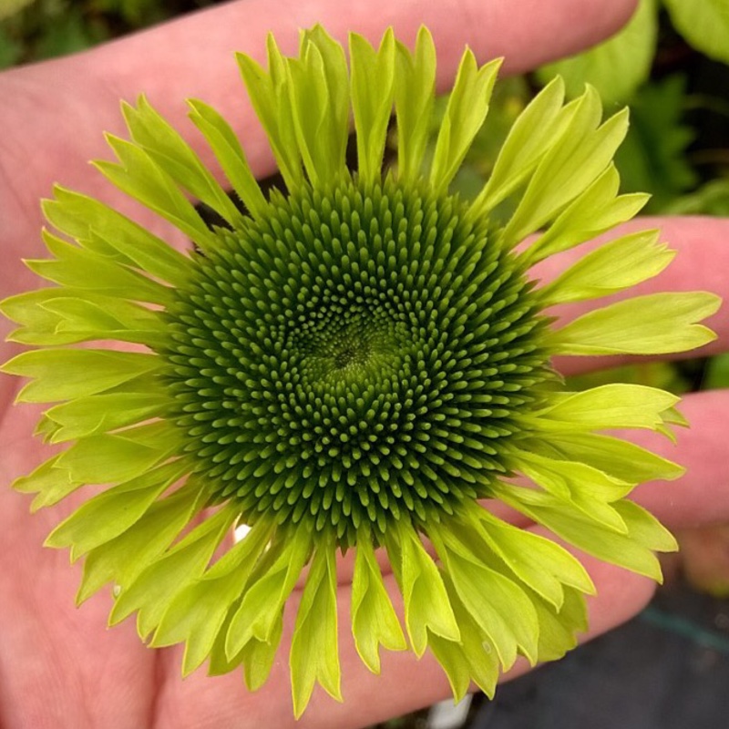 plant image 174837