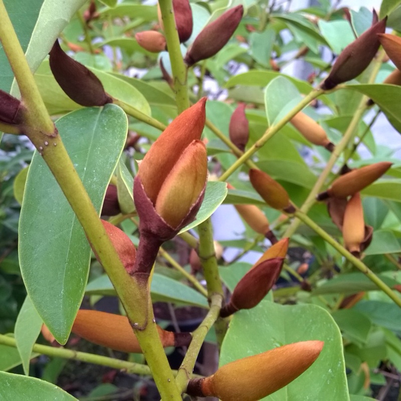 Michelia 'Fairy White' syn. Magnolia 'Fairy White'