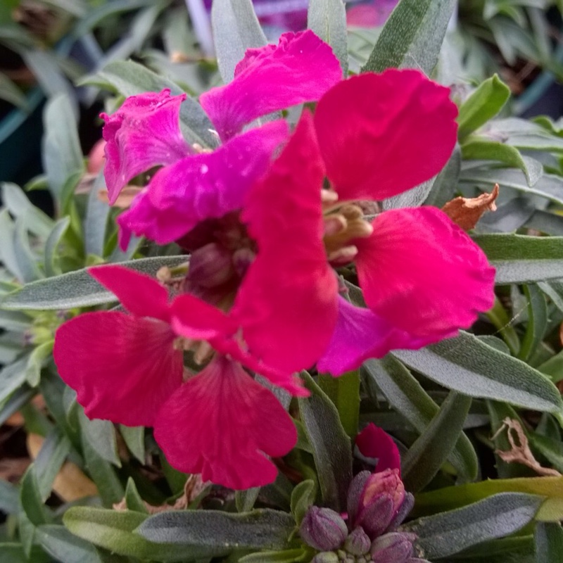 Plant image Erysimum 'Red Jep'