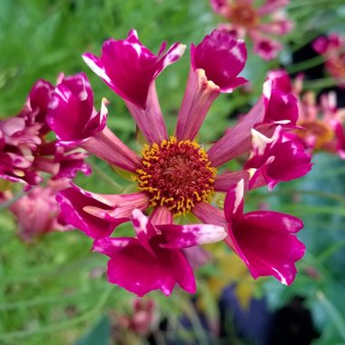 Coreopsis 'Ruby Frost'