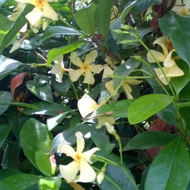 Trachelospermum jasminoides 'Selbra' syn. Trachelospermum jasminoides 'Star Of Toscana'