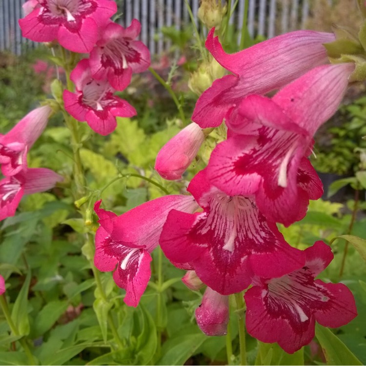 plant image 199524