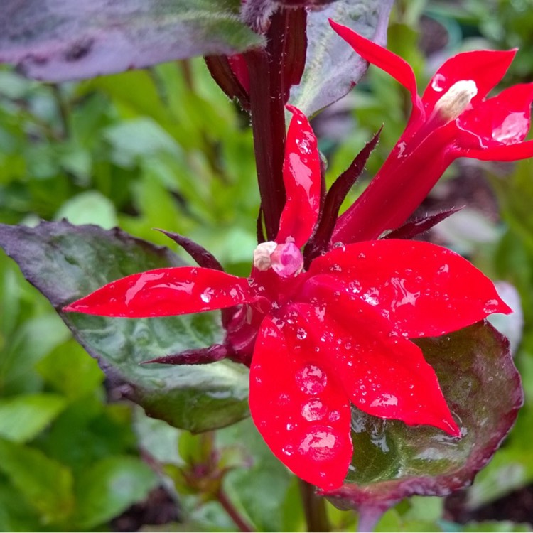 Plant image Lobelia x speciosa 'Fan Scarlet'
