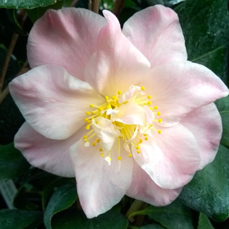 Plant image Camellia japonica 'Laurie Bray'