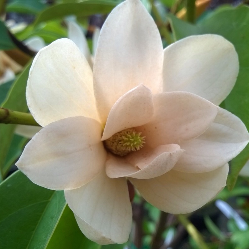 Plant image Michelia 'Fairy White' syn. Magnolia 'Fairy White'