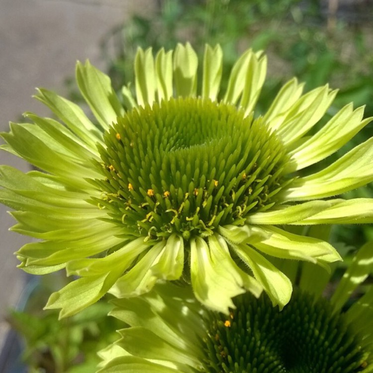 Plant image Echinacea purpurea 'Green Jewel' syn. Echinacea 'Green Jewel'