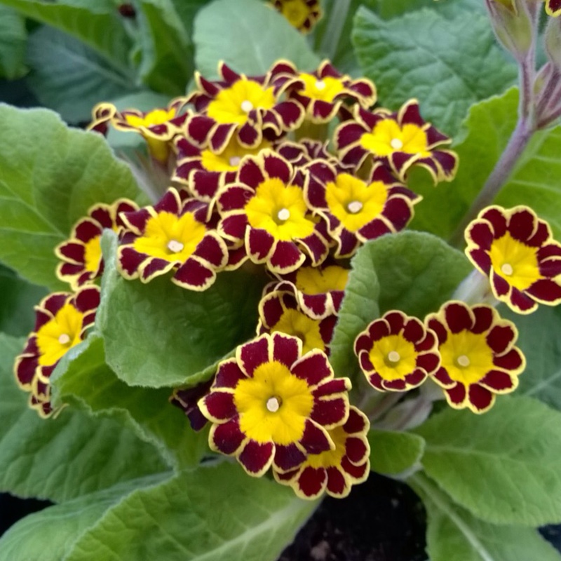 plant image 20566