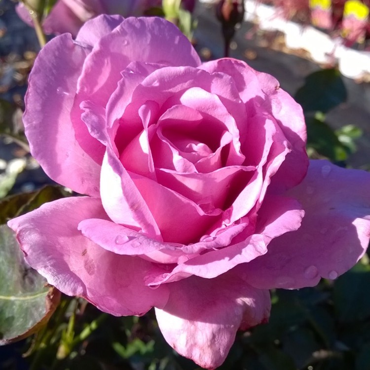plant image 205789
