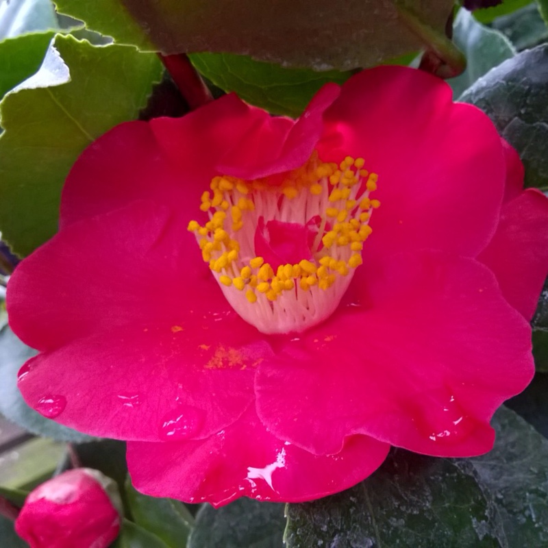 Plant image Camellia japonica 'Doctor King'