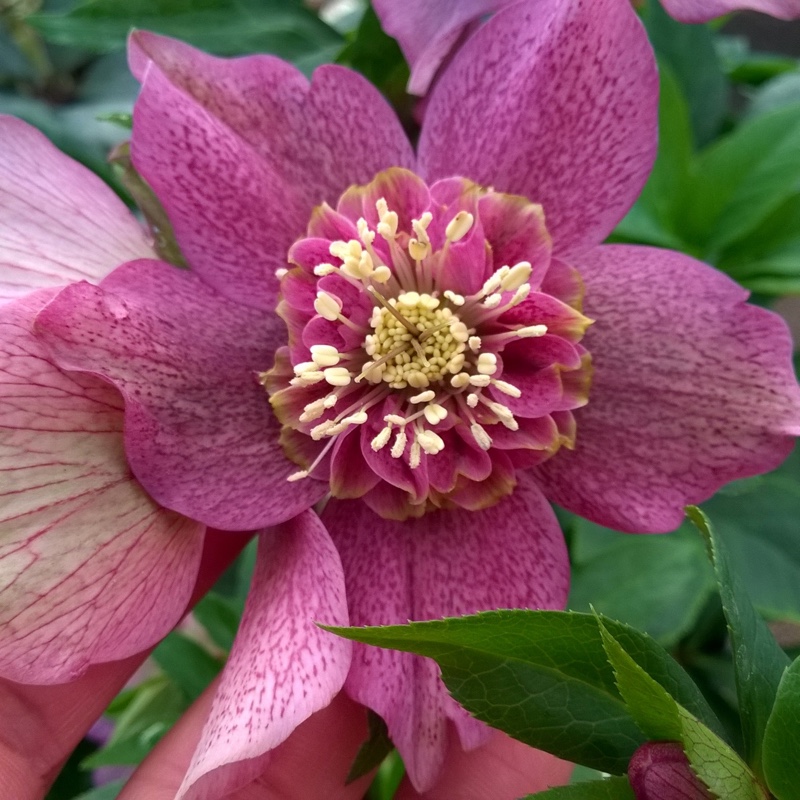 Plant image Helleborus x hybridus 'Tutu'