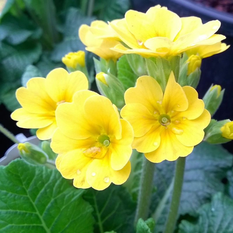 Primula veris 'Veristar Yellow'