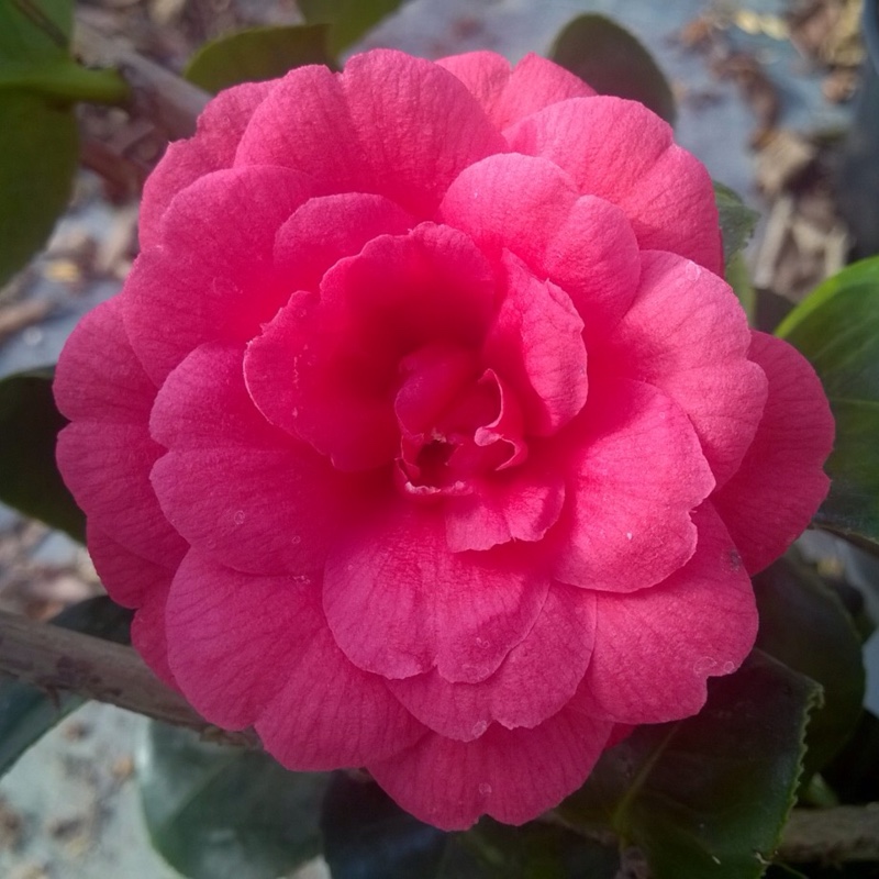 Plant image Camellia japonica 'Rosedale's Beauty'