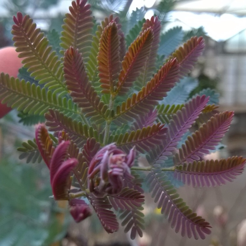 plant image 21651