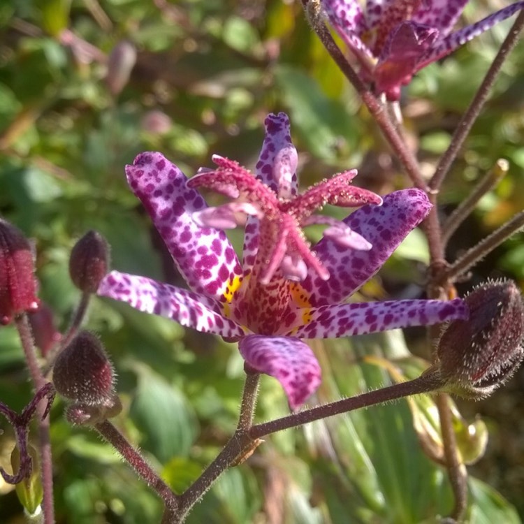 Plant image Tricyrtis formosana 'Dark Beauty'