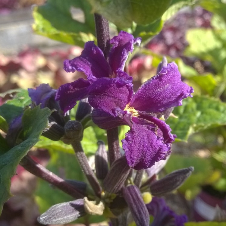 plant image 224461