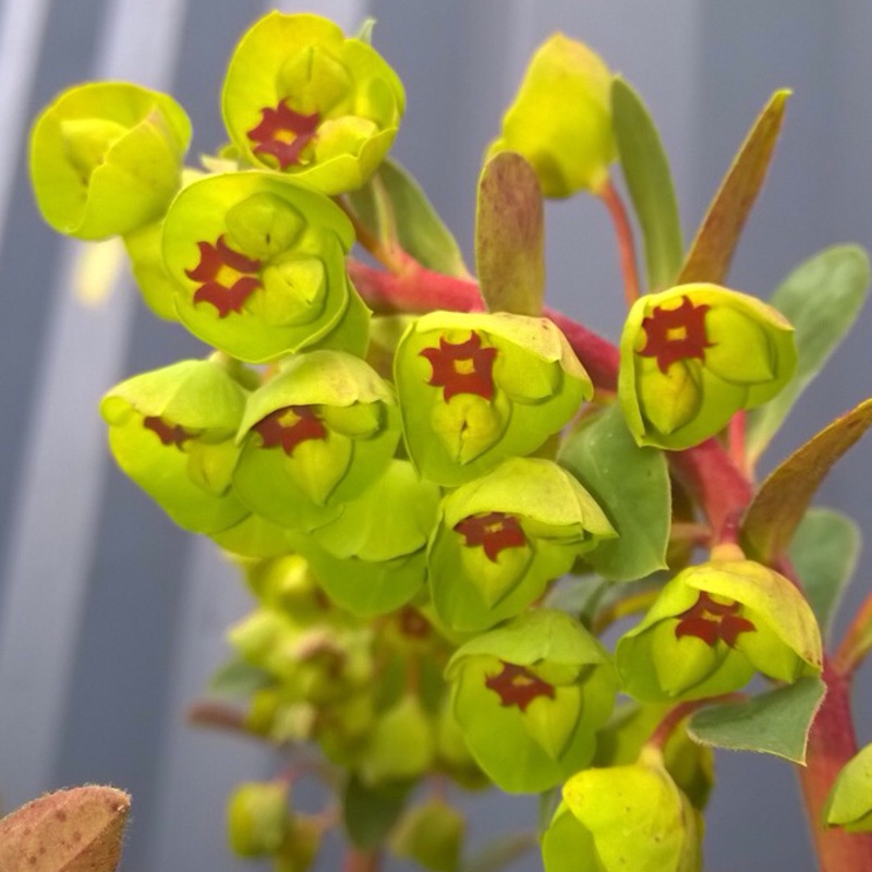 Plant image Euphorbia x martini