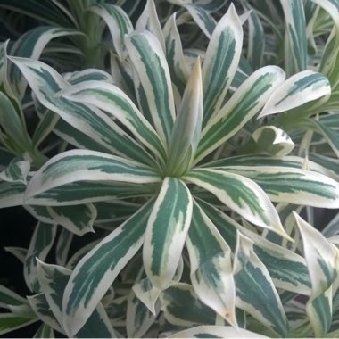 Euphorbia characias 'Tasmanian Tiger'
