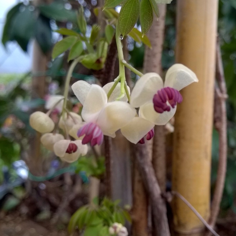 Akebia quinata