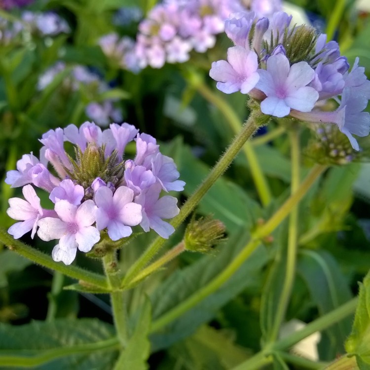 plant image 237188